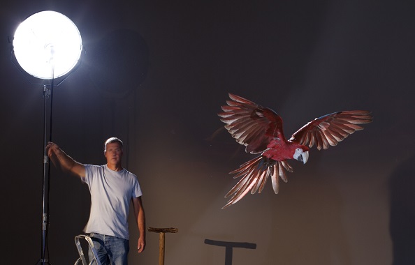 Flying parrot on set with Anthony Bloom