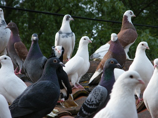 Large group of mixed pigeons and doves